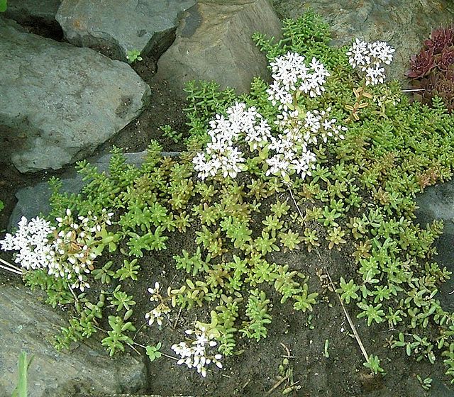 Sedum album, Weißer Mauerpfeffer
