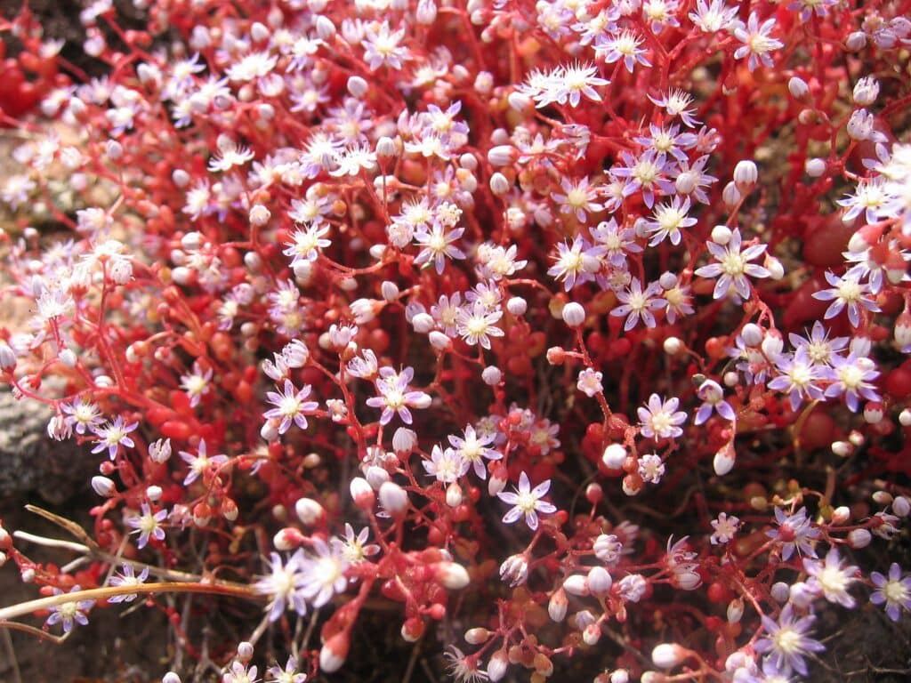 Sedum caeruleum, blauer Fetthenne