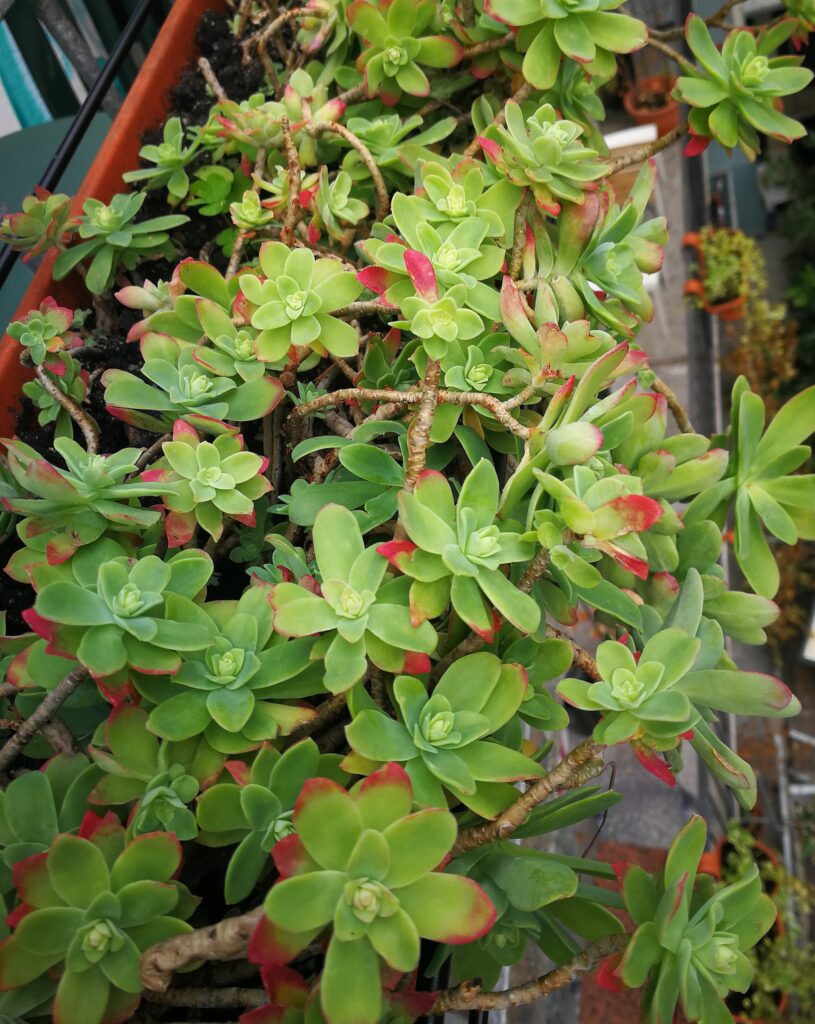 Sedum compressum​