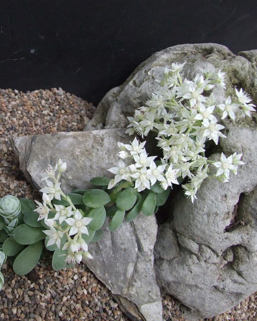Sedum bellum