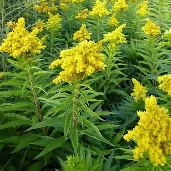 Goldrute (hier Solidago-Hybrid Spätgold) benötigt viel Sonne.
