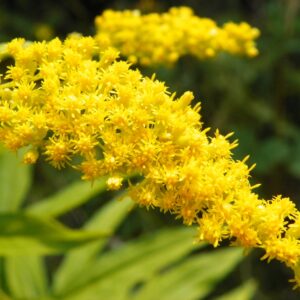 Kanadische Goldrute (Solidago canadensis)​
