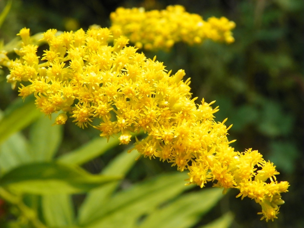 Kanadische Goldrute (Solidago canadensis)​