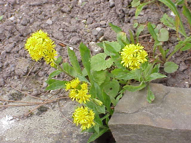 Solidago virgaurea (Celik Goldrute)​