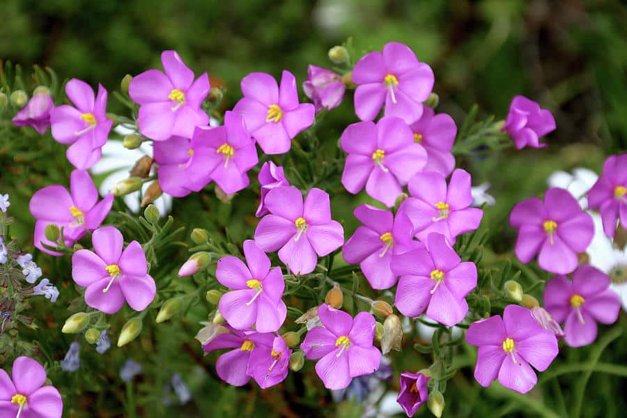 Blaukissen (Aubrieta)