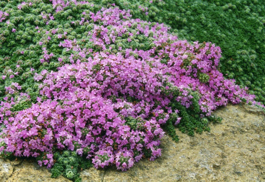 Wolliger Thymian (Thymus pseudolanuginosus)​