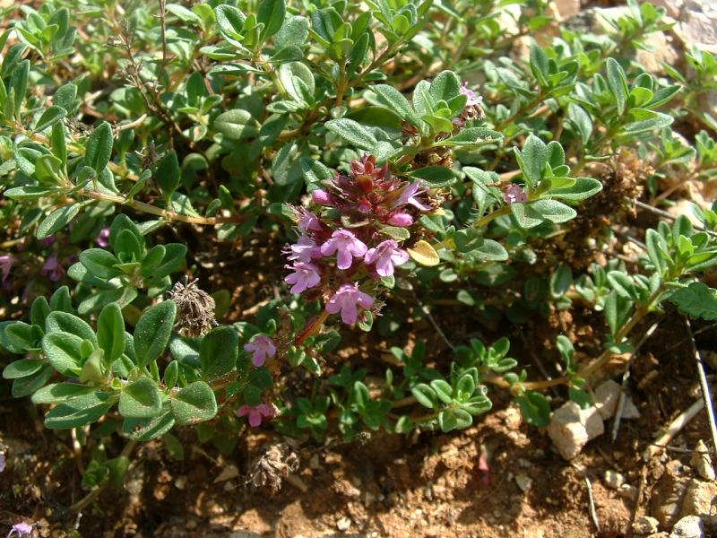 Gemeiner Thymian, Feldthymian (Thymus serpyllum)​