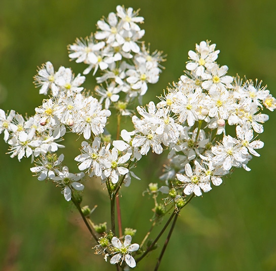 Kleines Mädesüß Filipendula vulgaris