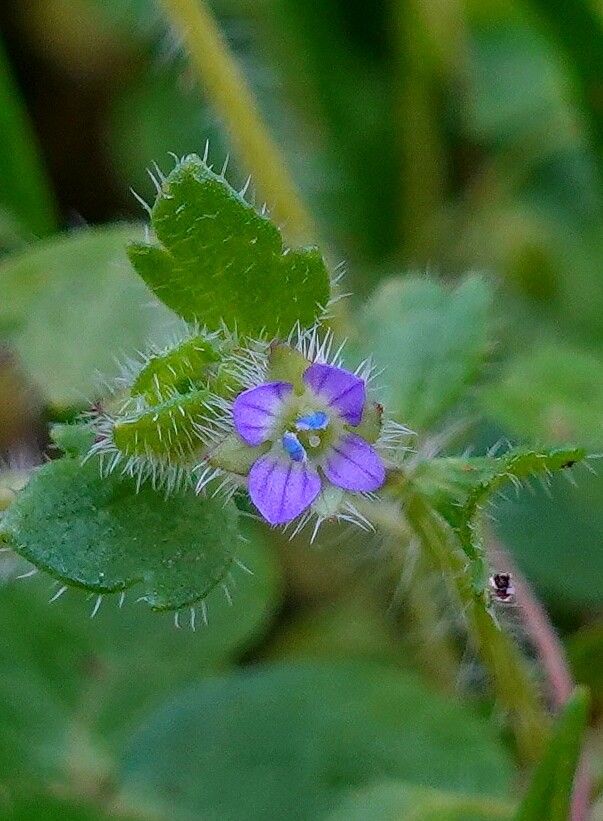 Efeublättriger Ehrenpreis Veronica hederifolia
