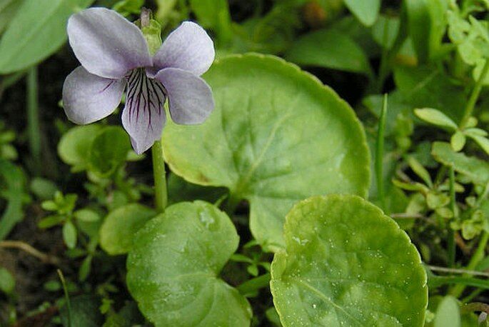 Sumpf-Veilchen (Viola palustris)