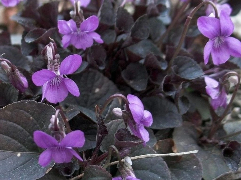 Labrador-Veilchen (Viola labradorica)