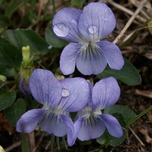 Hunds-Veilchen (Viola canina)