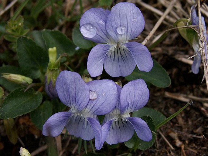 Hunds-Veilchen (Viola canina)