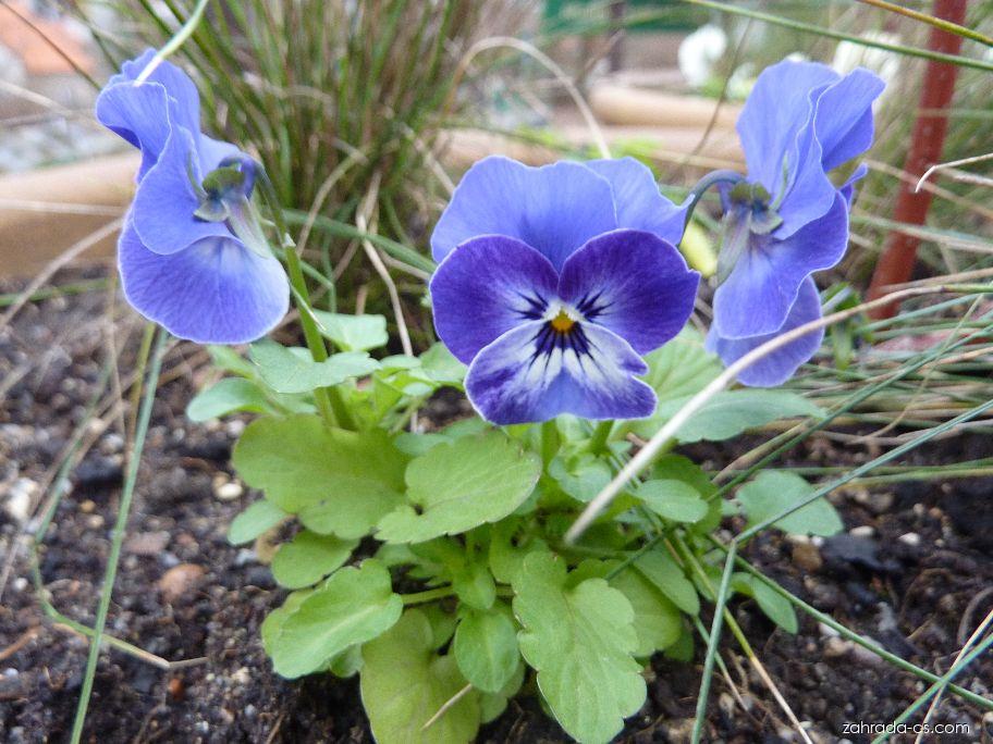 Gehörntes Veilchen 'Blaue Schönheit'
