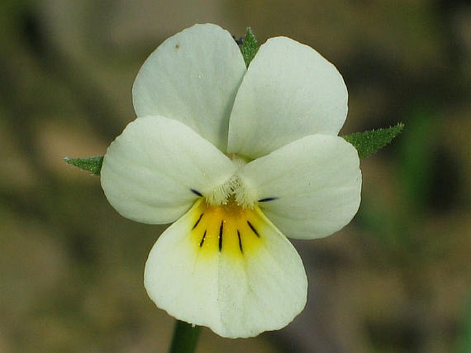 Ackerstiefmütterchen (Viola arvensis)