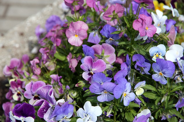 Wildes Stiefmütterchen (Viola tricolor)
