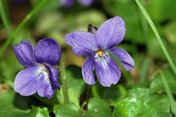 Wohlriechendes Veilchen (Viola odorata)