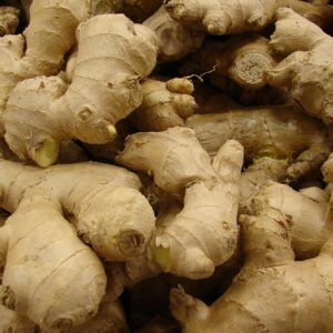 Ingwer (Zingiber officinale)