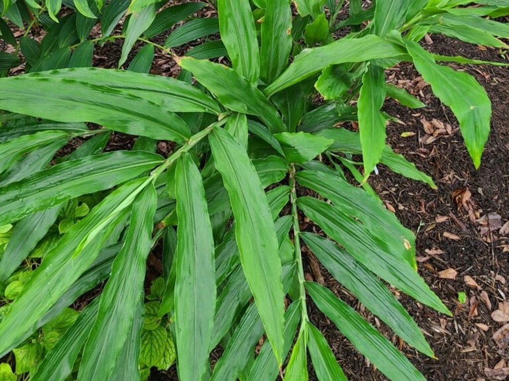 Ingwer (Zingiber officinale)