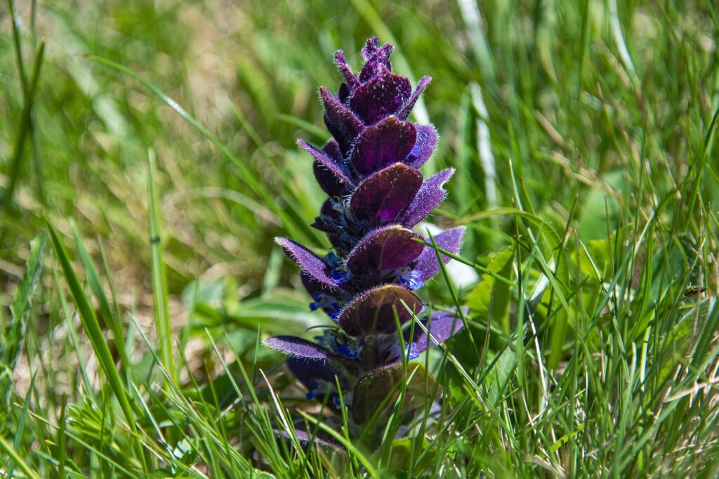 Pyramiden-Günsel Ajuga pyramidalis