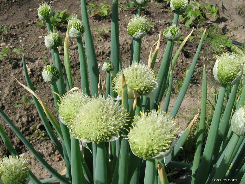 Winterzwiebel (Allium fistulosum)