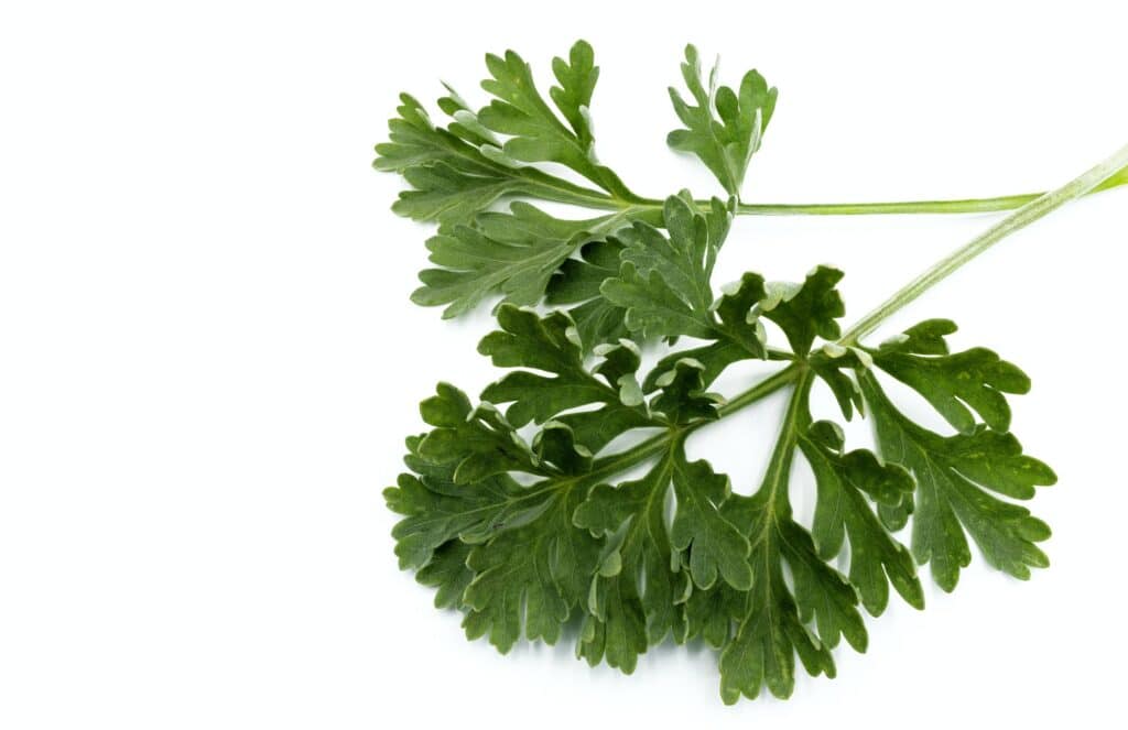 Echter Wermut Artemisia absinthium