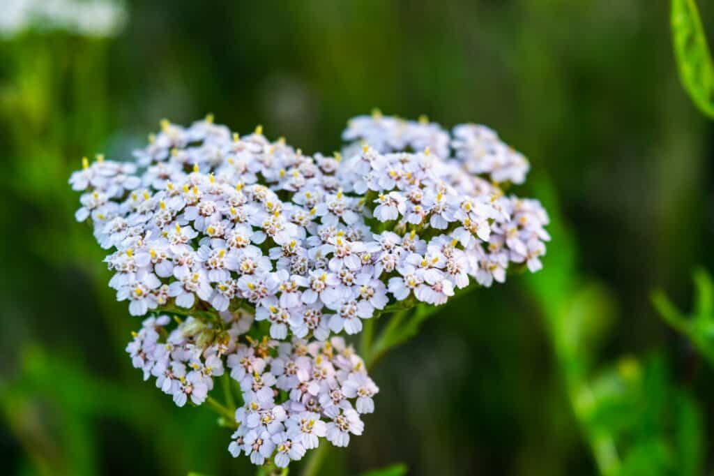 Edel-Schafgarbe Achillea nobilis