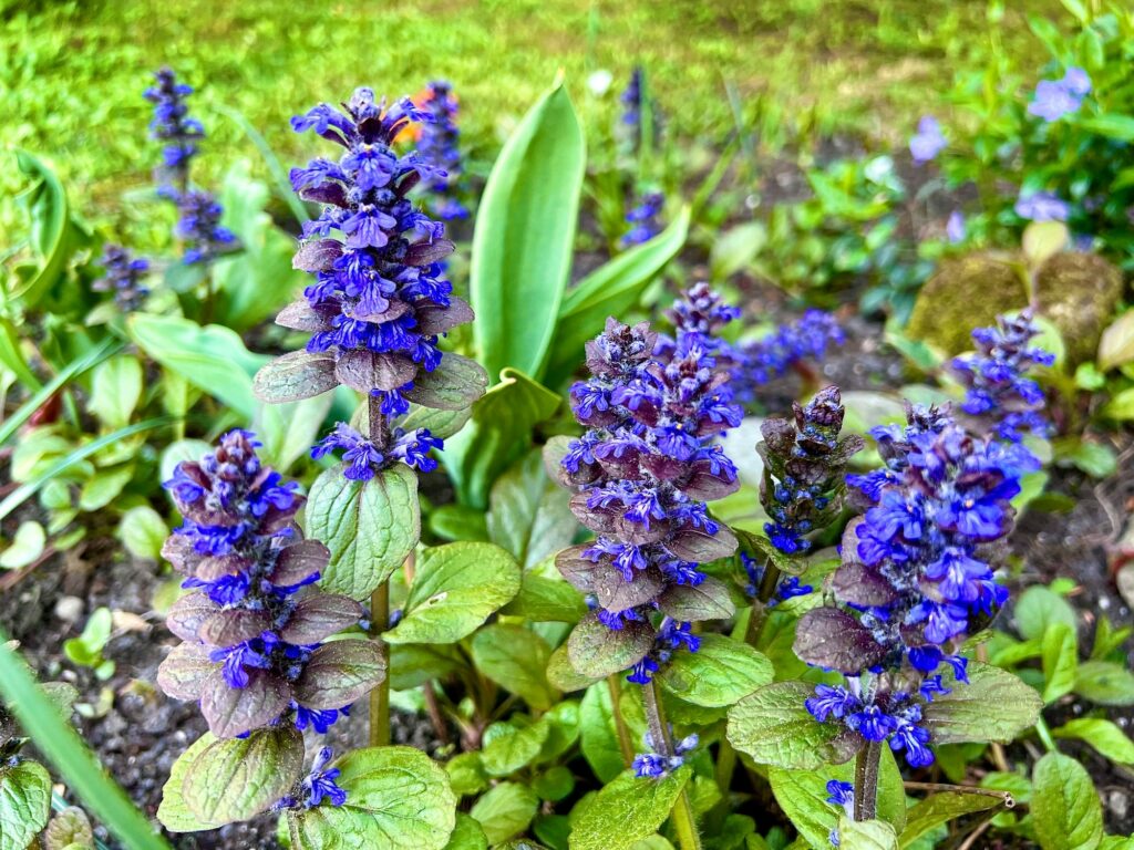 Kriechender Günsel Nahaufnahme Ajuga reptans