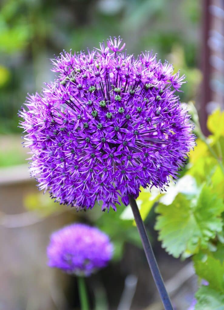 Zierschnittlauch - Allium