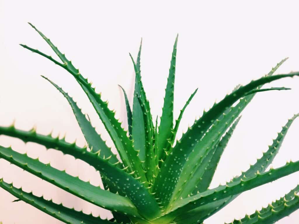 Aloe Vera grüne Blätter auf weißem Hintergrund