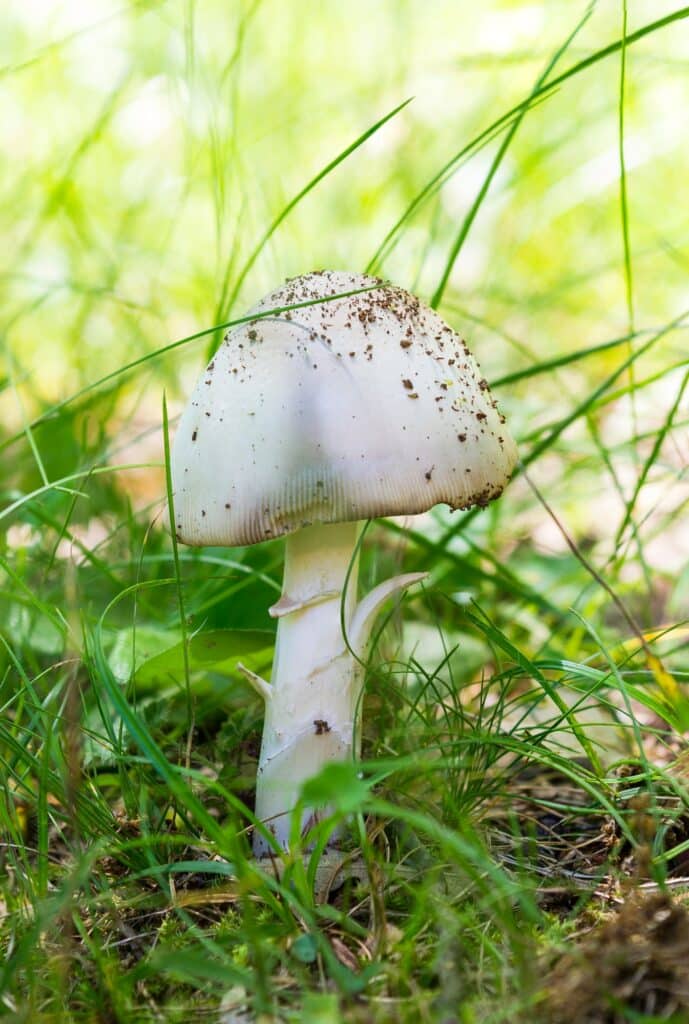 Austernpilz-Verwechslung – Grüner Knollenblätterpilz