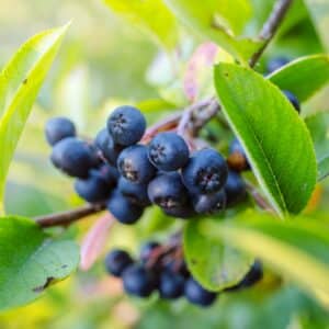 Reife dunkle Aroniabeeren am Zweig mit grünen Blättern