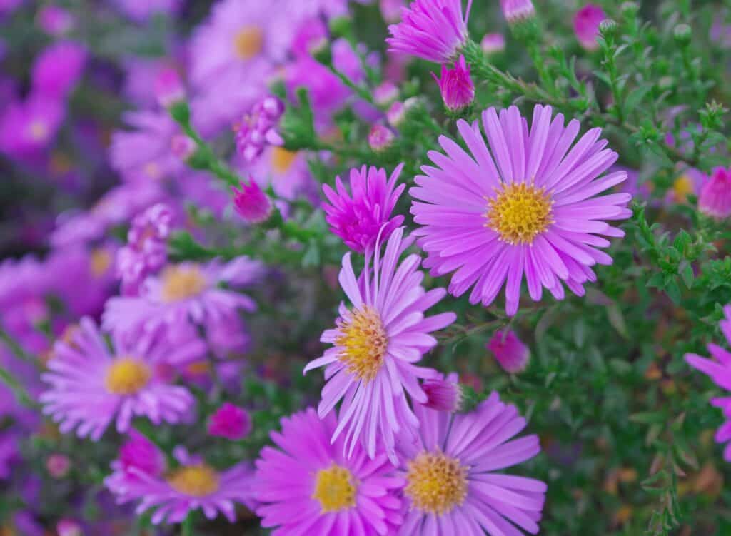 Herbst-Stauden Aster