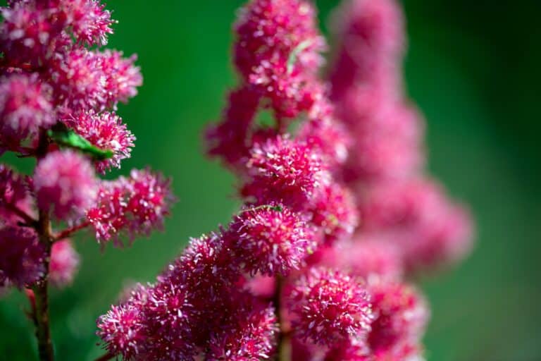 Rosa Astilbe in voller Blüte im sommerlichen Garten