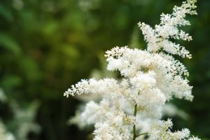 Weiße Prachtspiere (Astilbe)