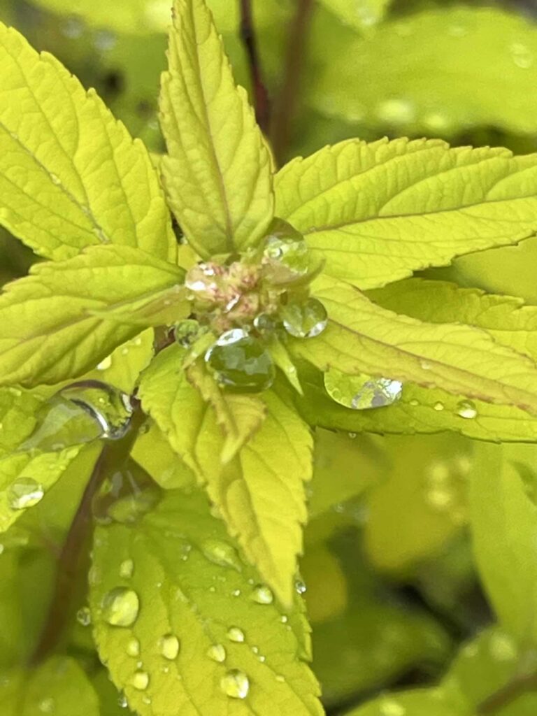 Federkohl im Regen