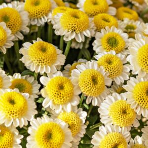 Rainfarn Blüte Tanacetum