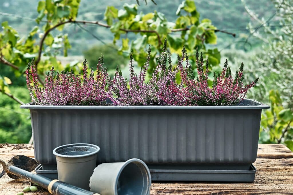 Stauden - Heidekraut im Blumenkasten
