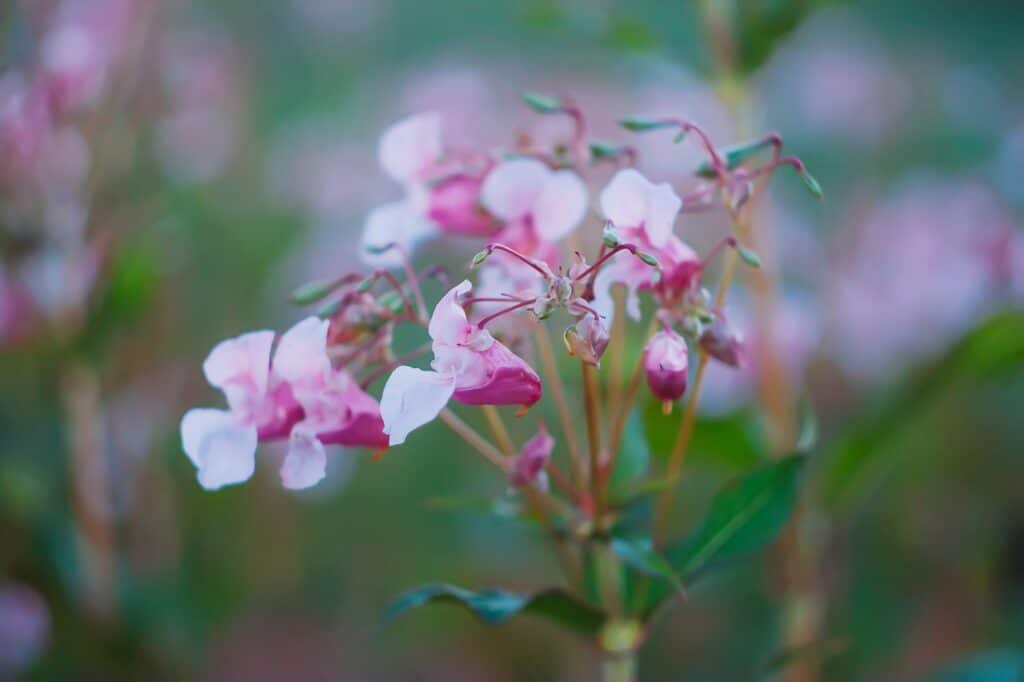 Balsamblüte. Himalaya-Balsam (Impatiens glandulifera) Pflanze in Blüte.
