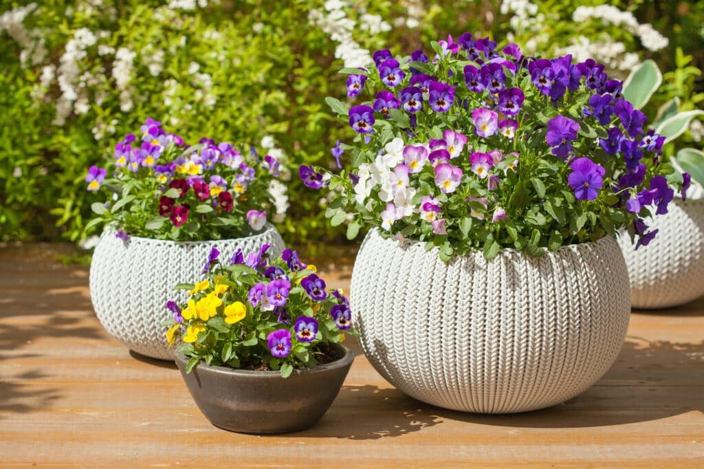 Stauden für den Blumenkasten