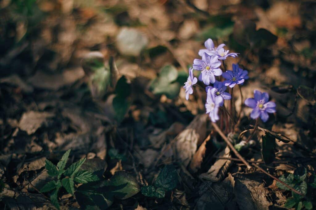Schöne lila Blüte des Leberblümchens (Hepatica nobilis) im sonnigen Frühlingswald