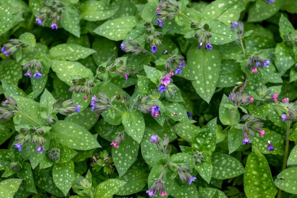 Lungenkraut (Pulmonaria officinalis)