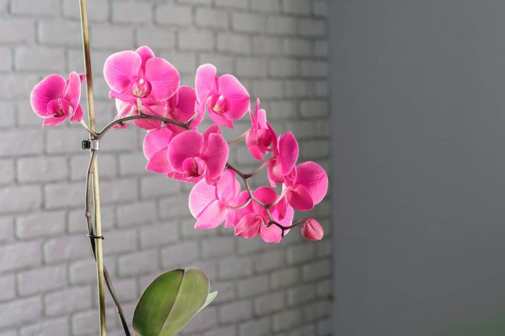Wie man Schmierläuse von Orchideen entfernt