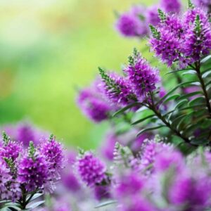 Strauchveronika (Hebe) mit violetten Blütenähren