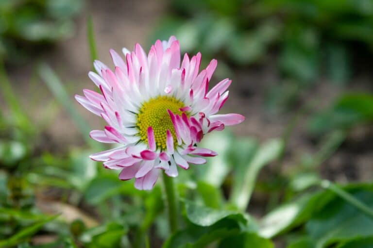 Gefülltes rosa-weißes Garten-Gänseblümchen im Beet