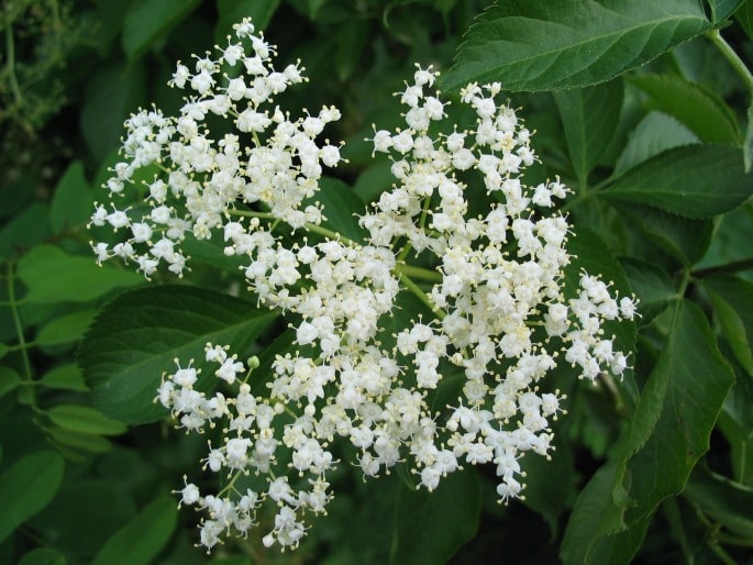 Sambucus nigra - Schwarzer Holunder