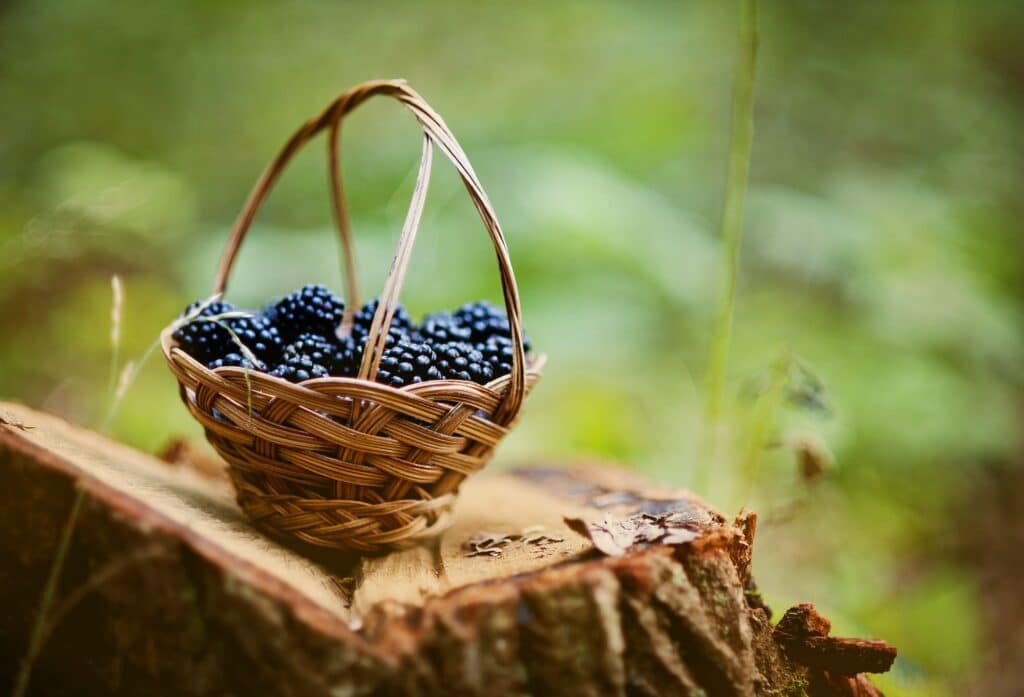 Brombeeren Ernte