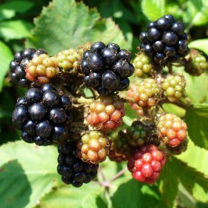 Brombeeren in verschiedenen Reifestufen an einem sonnigen Zweig zwischen grünen Blättern