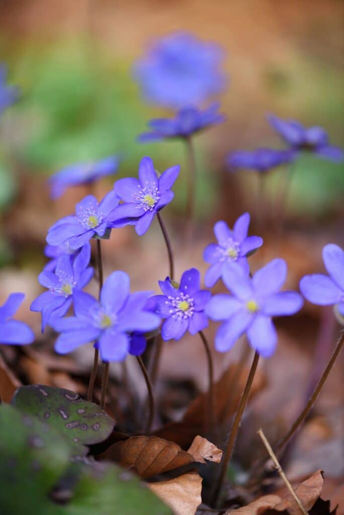Blühend im Frühlingswald Hepatica nobilis