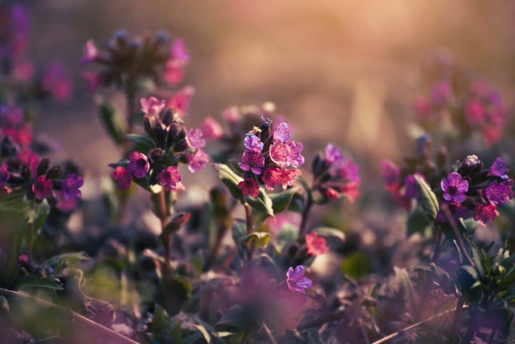 Lungenkraut blühend Pulmonaria